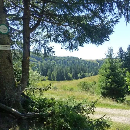 In Near Forest & *